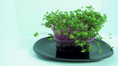 fresh green raw radish sprouts in the box rotate slow on a black dish on light blue background, healthy food concept, micro greens, medium shot, camera rotate left