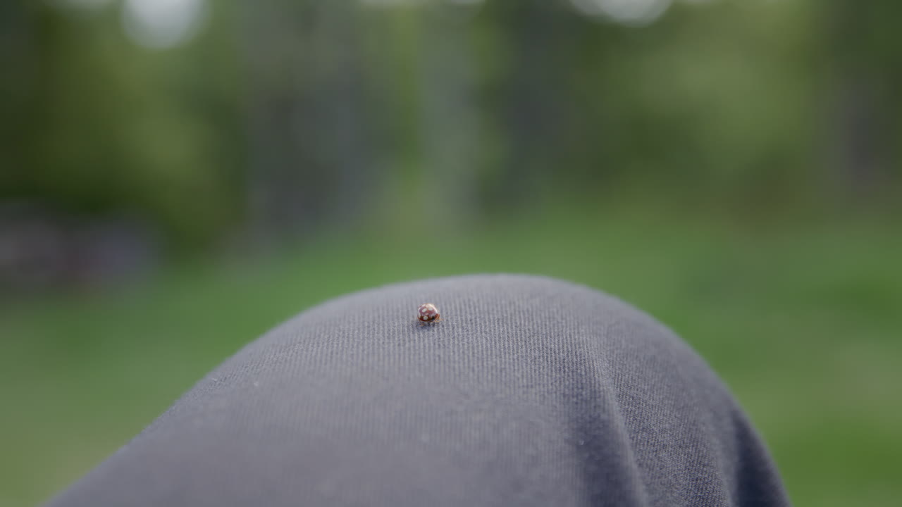 Ladybug walking across person's knee in shallow focus with natural green forest background in soft daylight.