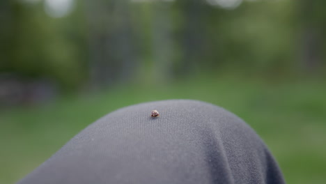 ladybug walking across person's knee in shallow focus with natural green forest background in soft daylight.