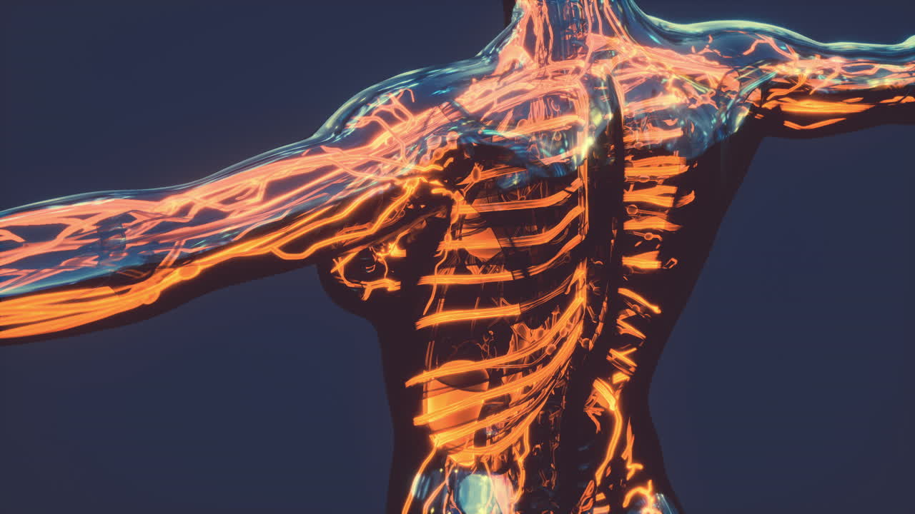 sistema circulatorio humano con anatomía del corazón y los vasos