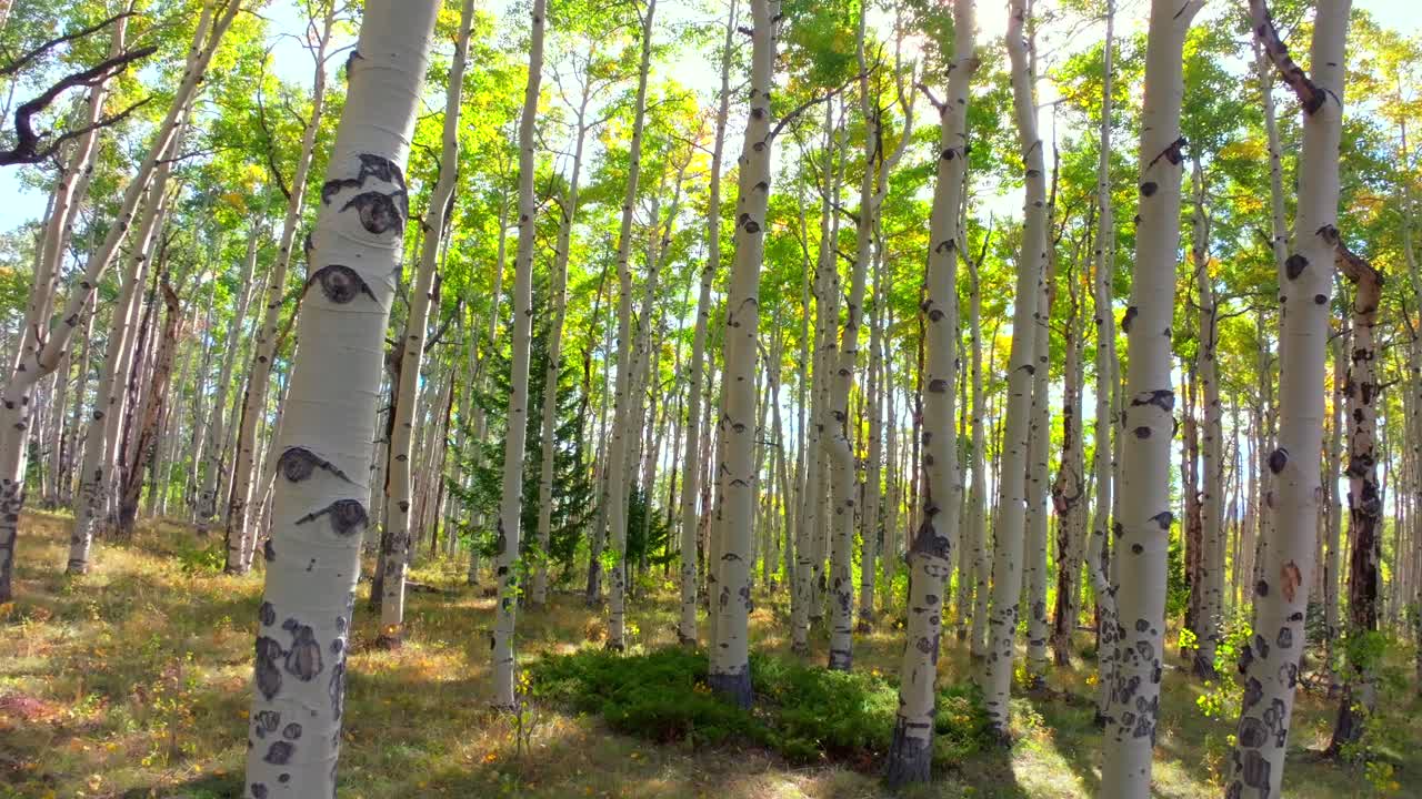 Mt Shavano ground level woods campground trailhead Kebler Pass Crested Butte Paonia dense tall mature Aspen Tree forest Colorado aerial drone ground level early morning sun fall autumn foward look up