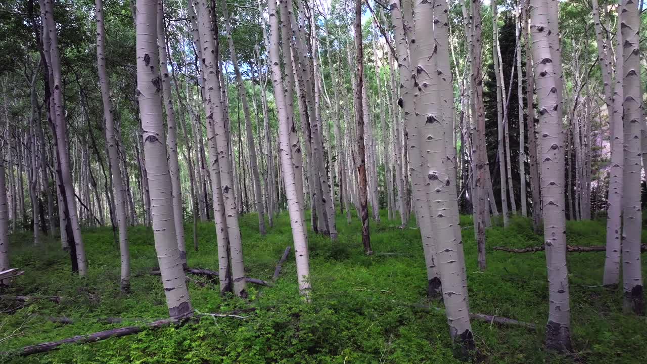 Aspen Trees Groove Forest green summer Colorado Rocky Mountains aerial drone gimbal smooth backwards slow Telluride airport Ridgway Last Dollar Road Ouray Silverton San Juan Mount Sneffels Wilson Peak