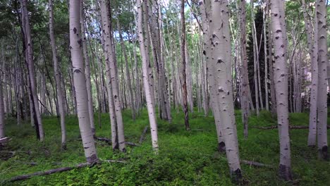 Aspen Trees Groove Forest green summer Colorado Rocky Mountains aerial drone gimbal smooth backwards slow Telluride airport Ridgway Last Dollar Road Ouray Silverton San Juan Mount Sneffels Wilson Peak