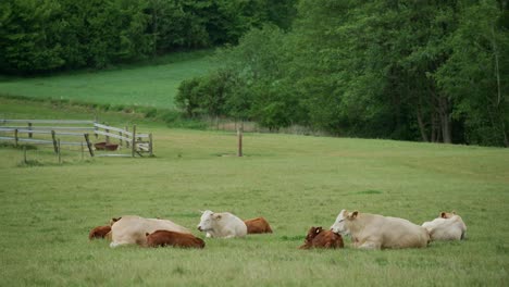 white cows and brown calfs lay down in idyllic grassy field