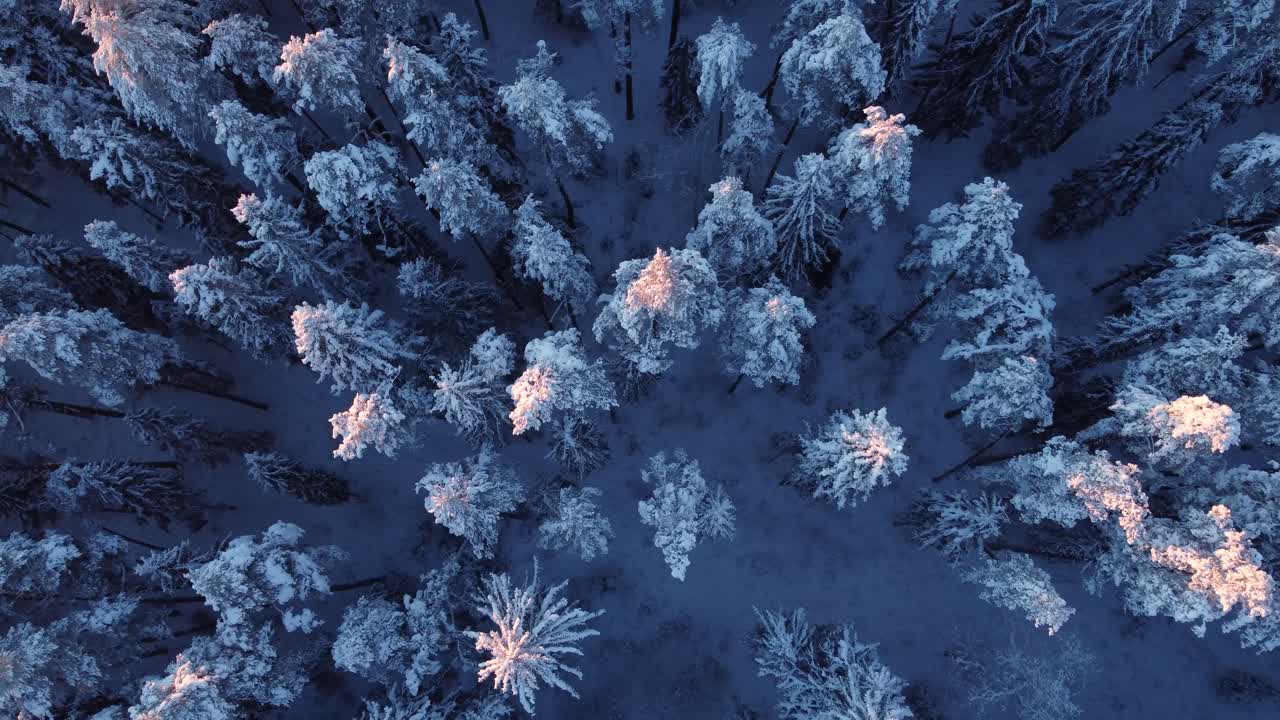 Boreale årstidsbestemte skove dækket af frost i tidligt morgenlys, luftfoto