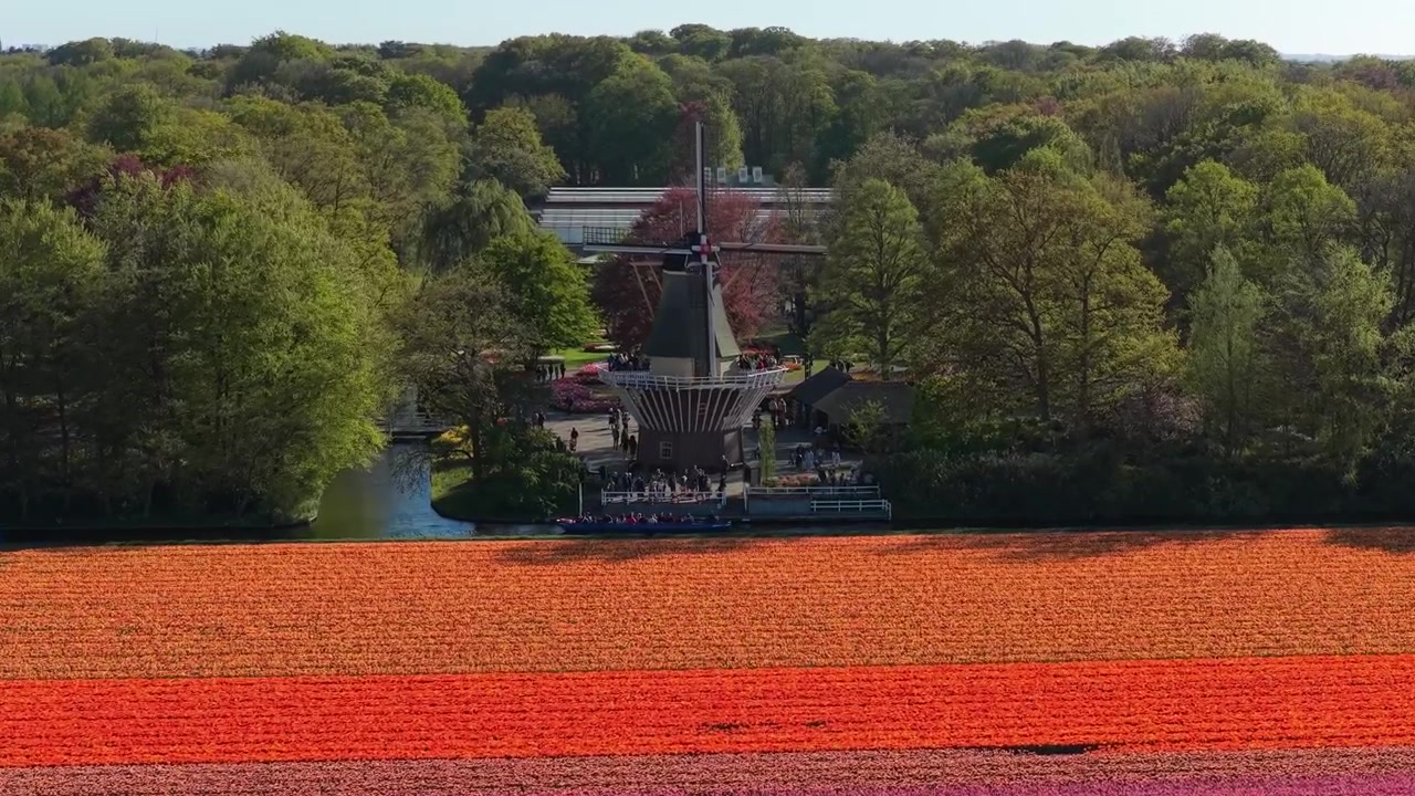 Campi di tulipani colorati e mulino a vento ai giardini di Keukenhof