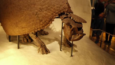 el fósil de glyptodon expuesto en el museo nacional de escocia