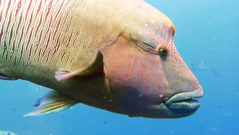 close up of a humphead napoleon wrasse