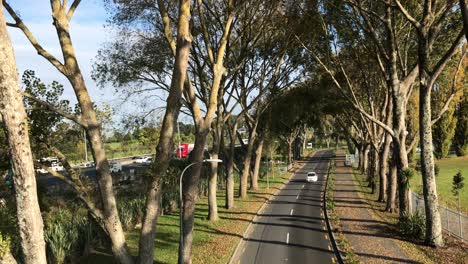 tráfico ligero bajando por una avenida arbolada en una mañana soleada en auckland, nueva zelanda