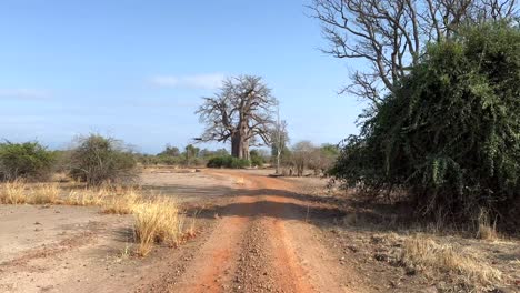 conduciendo hacia el enorme árbol de baobab africano (adansonia digitata) en el parque nacional de luangwa del sur en zambia.