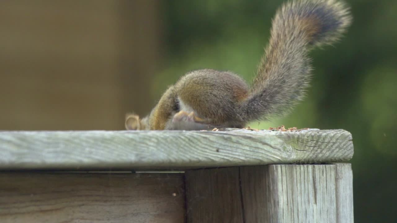 ardilla roja comiendo semillas en un poste de cerca