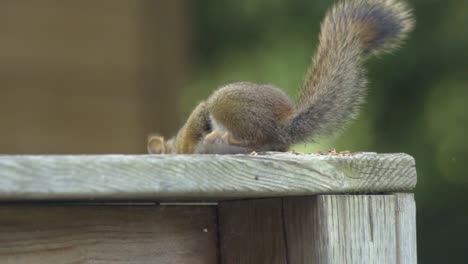 Red squirrel eating seeds on a fence post