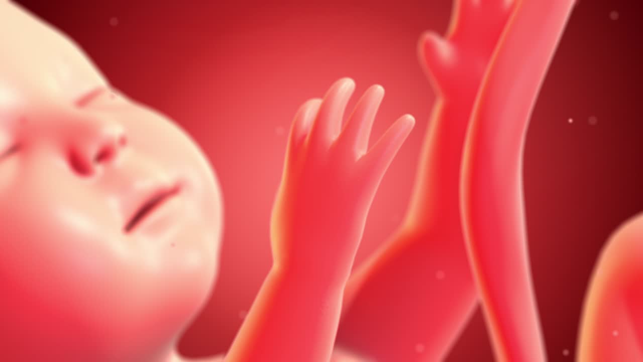 자궁 안의 인간 태아, 태어날 준비가 되어, 천천히 움직이고 있다.