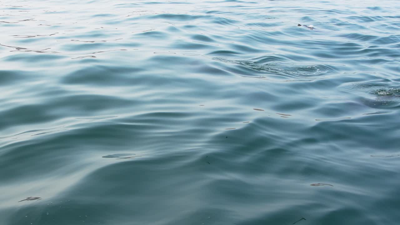 Onde calme dell'oceano con un delfino maculato che nuota vicino a Piura, Perù.