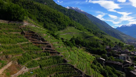 Terraced vines cascade down toward old Italian village, flanked by alpine forest and peaks. Shot at Villa di Tirano, Sondrio, Italy