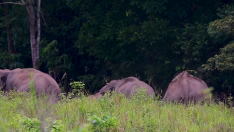 Los-Elefantes-Asiáticos-Son-Especies-En-Peligro-De-Extinción-Y-También-Son-Residentes-De-Tailandia