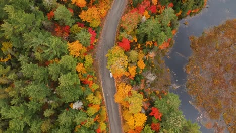 top down drone shot of a silver car driving down a dirt road surrounded by the beautiful fall foliage during peak fall season in rural ontario, canada