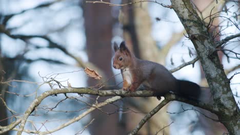 Wild-squirrel-climbing-in-tree-sitting-on-the-branch