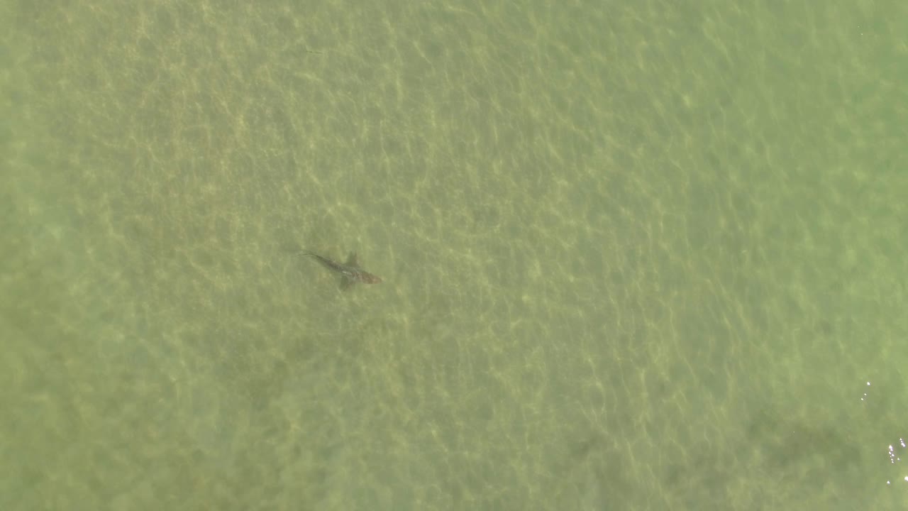 해변 해안 근처에서 수영하는 외로운 상어의 하향식 공중 전망