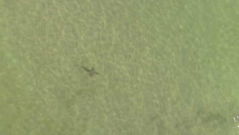 Top-down-aerial-view-of-a-lone-shark-swimming-close-to-a-beach-shore