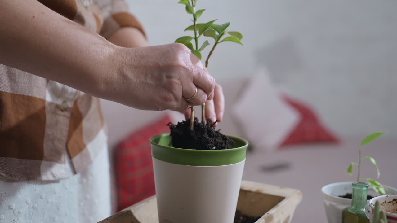 Gardener carefully placing young rooted plant into plastic planter pot pressing moist soil with thumb inside cozy home setting under soft warm light capturing detail and care in every motion