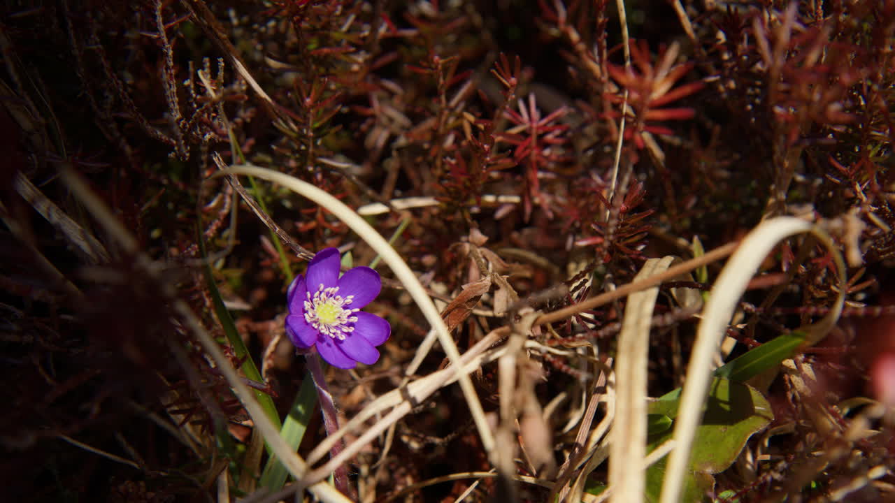 Hepatica acutiloba (Sharp-Lobed Liverleaf) Wildflowers. Close-up Shot