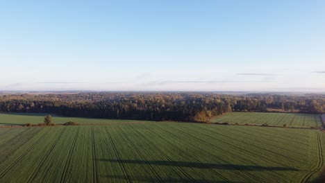 Drone-Volando-Sobre-Tierras-De-Cultivo-Verdes-Hacia-Un-Hermoso-Bosque-Otoñal-De-Color-Amarillo-Y-Dorado