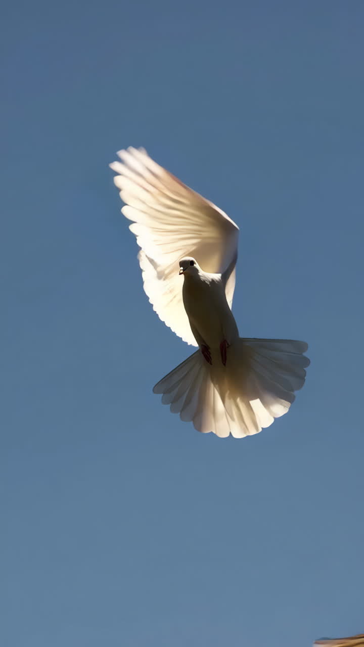 Paloma blanca en vuelo contra el cielo azul