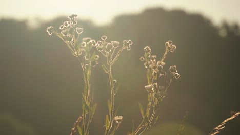 Das-Atemberaubende-Video-Fängt-Den-Zauber-Des-Sonnenaufgangs-Auf-Einem-Feld-Ein,-Wo-Blumen-In-Natürlicher-Schönheit-Zum-Leben-Erwachen