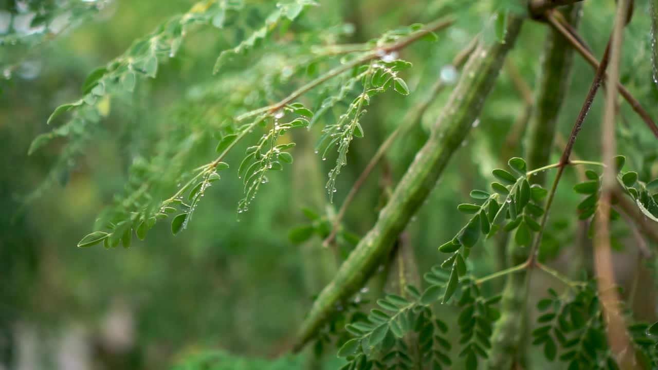 Tree seed pods in rain. Handheld, shallow focus