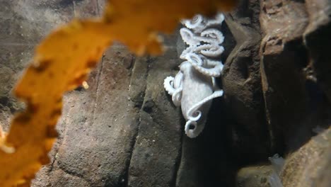 Close-up-shot-of-white-Octopus-resting-between-rocks-underwater-during-sunny-day