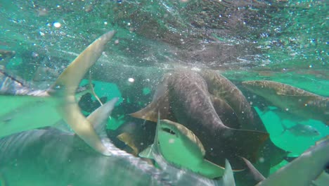 Tropical-fish-background.-Feeding-Nurse-sharks.-Underwater-view