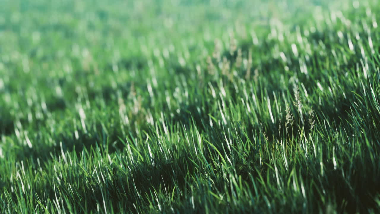 Lush green grass swaying gently in the breeze on a sunny day