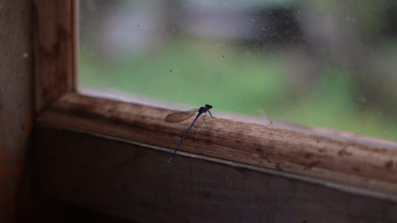 dragonfly taking off in the window of the hut