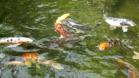 colorful koi fish closeup