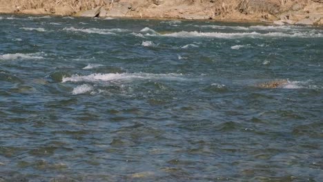 stone skipping on water. throwing a small flattened rock bouncing off water surface across body of water many times and finally sinking in the lake, river, sea or ocean