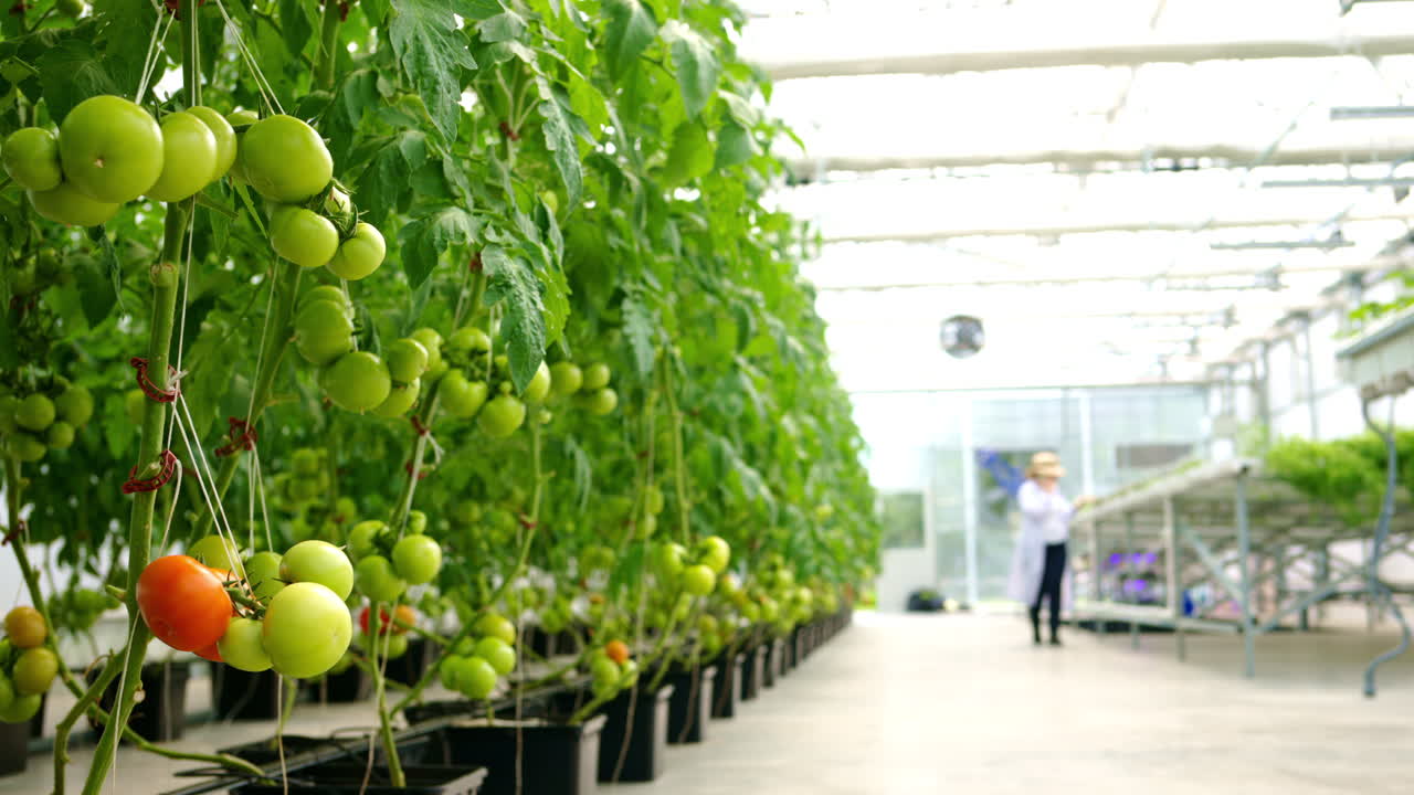 Close up of tomatoes growing in a greenhouse