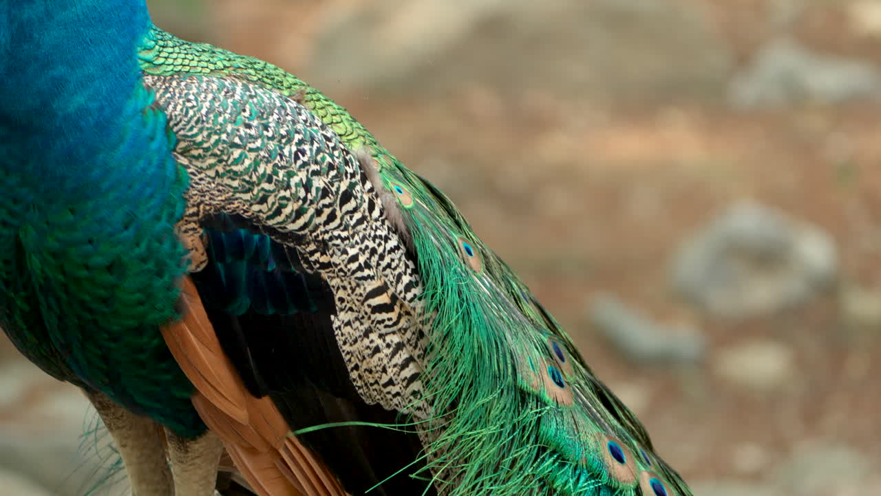 Pavão azul com belas penas vibrantes.