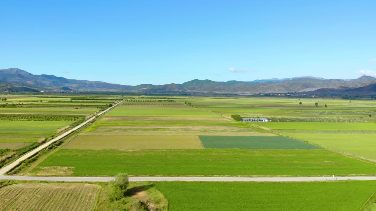 Planted fields with wheat, barley and rye covered in green yellow colors on a bright blue sky background