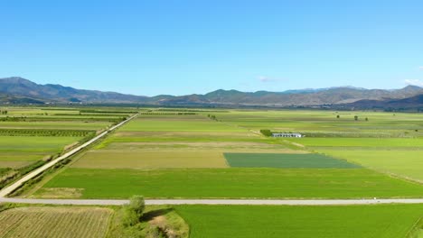 Campos-Plantados-Con-Trigo,-Cebada-Y-Centeno-Cubiertos-De-Colores-Amarillos-Verdes-Sobre-Un-Fondo-De-Cielo-Azul-Brillante