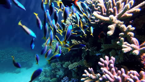 colorful fish schooling around a coral reef