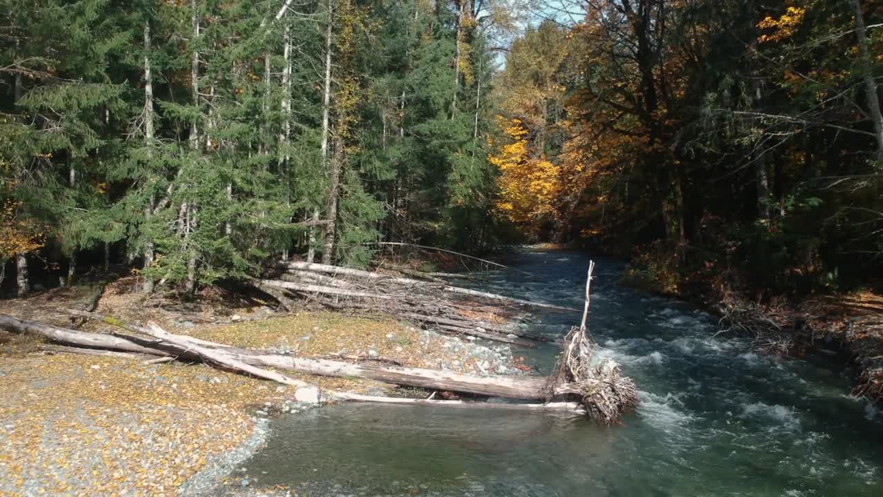 tire hacia atrás de la boca del río, el bosque y los árboles muertos en otoño