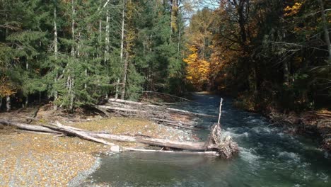 pull back shot of mouth river ,forest and dead trees in autumn