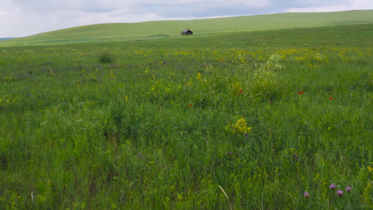 volando sobre las flores silvestres de la pradera en la ciudad de heishantou en china
