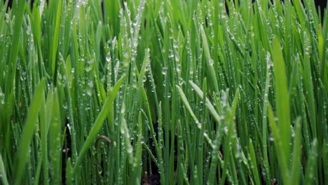 green grass close-up super macro shooting.