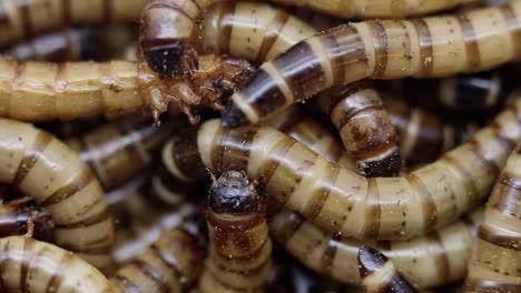 primer plano de zophobas morio o supergusanos, larvas del escarabajo oscuro