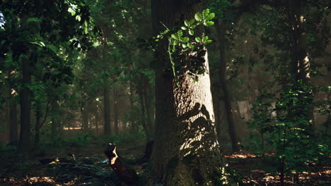 Wald-Aus-Bäumen,-Beleuchtet-Von-Sonnenstrahlen-Durch-Nebel