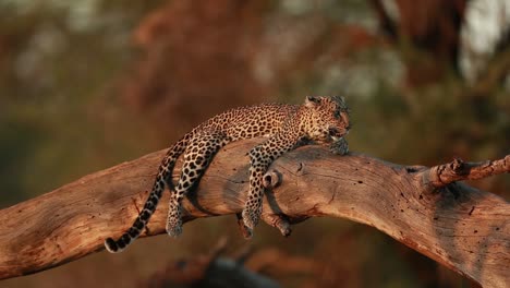 a beautiful leopard lying on an acacia tree log with limbs spread out in a relaxing mode. a beautiful sighting from samburu national reserve in kenya