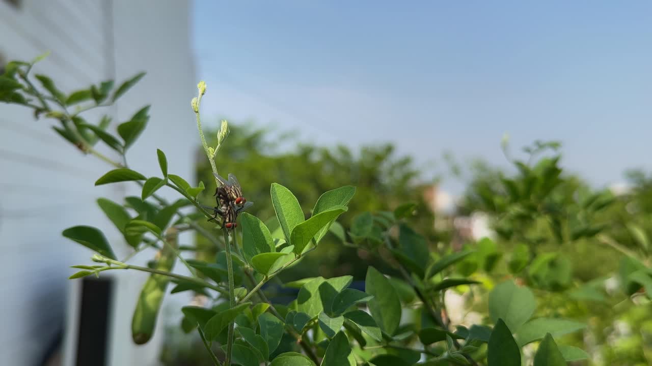 Black flies mating on leaves and moves away