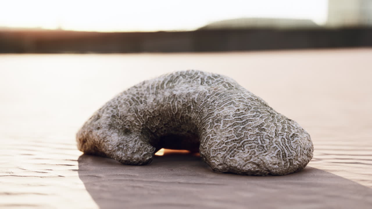 모래 해변 에 있는 오래된  ⁇  산호